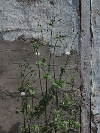 Hochfeld, Hinterhofblumen