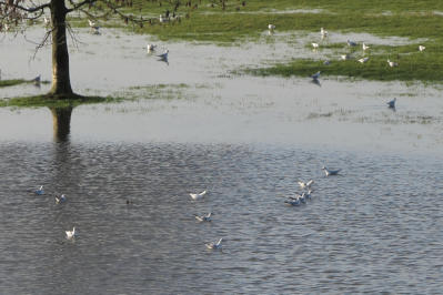 Februar-Hochwasser am Rhein bei Beeckerwerth