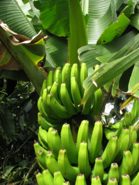 traditionelles Agrarprodukt im Valle Gran Rey