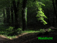 Waldlicht