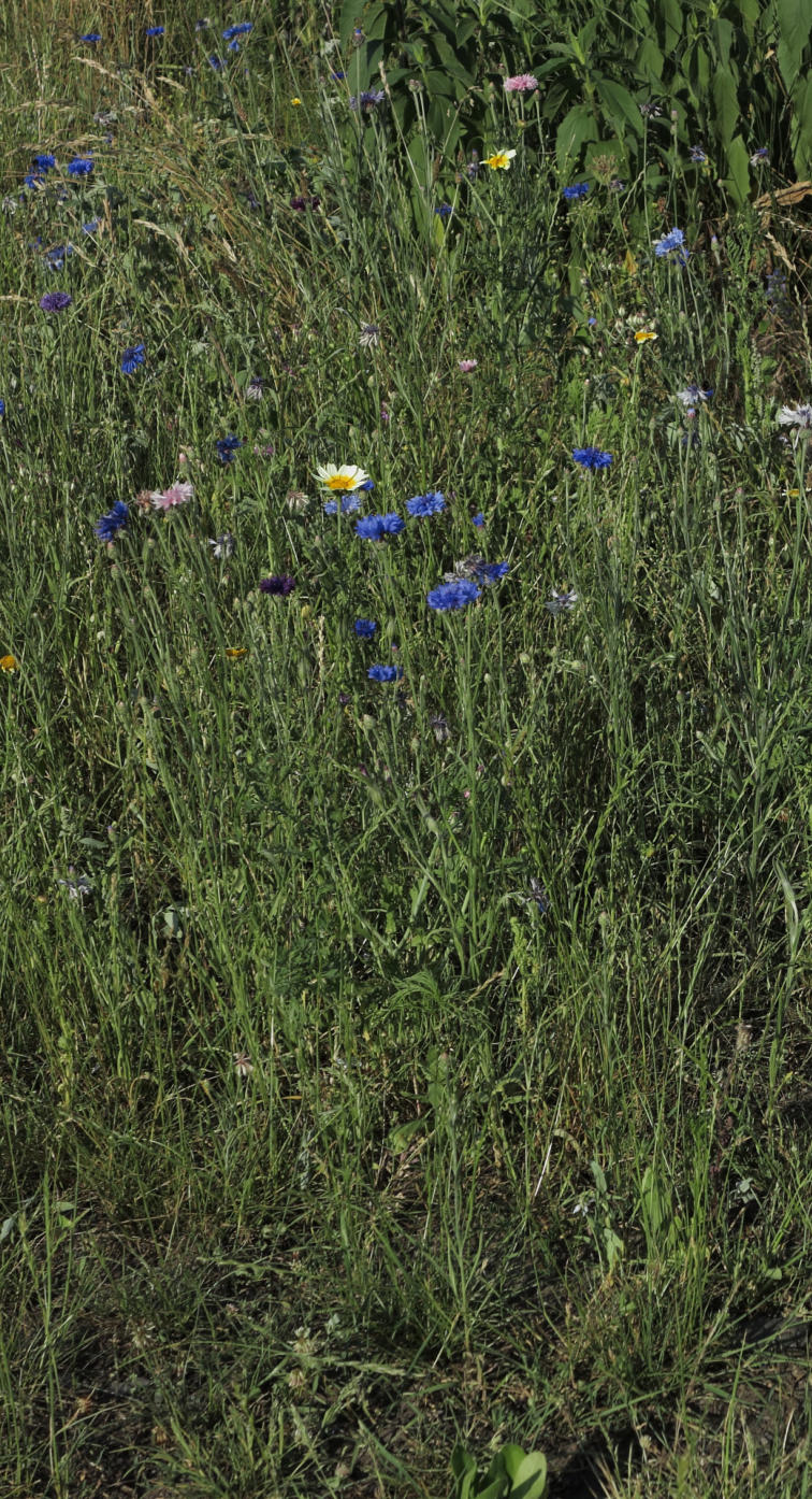 Herbst am Rhein in DU - Beeckerwerth