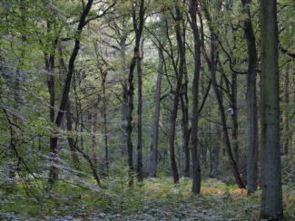 Ein Geruch von Herbst schleicht sich ein. Duisburg, Stadtwald