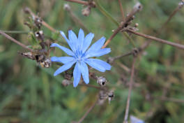 Blaue Herbstblume am Rhein in Beeckerwerth