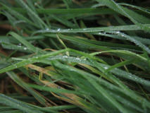 Herbstanfang 5 - Am Rhein in Beeckerwerth