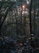 Der Herbstmorgen fließt in den Wald