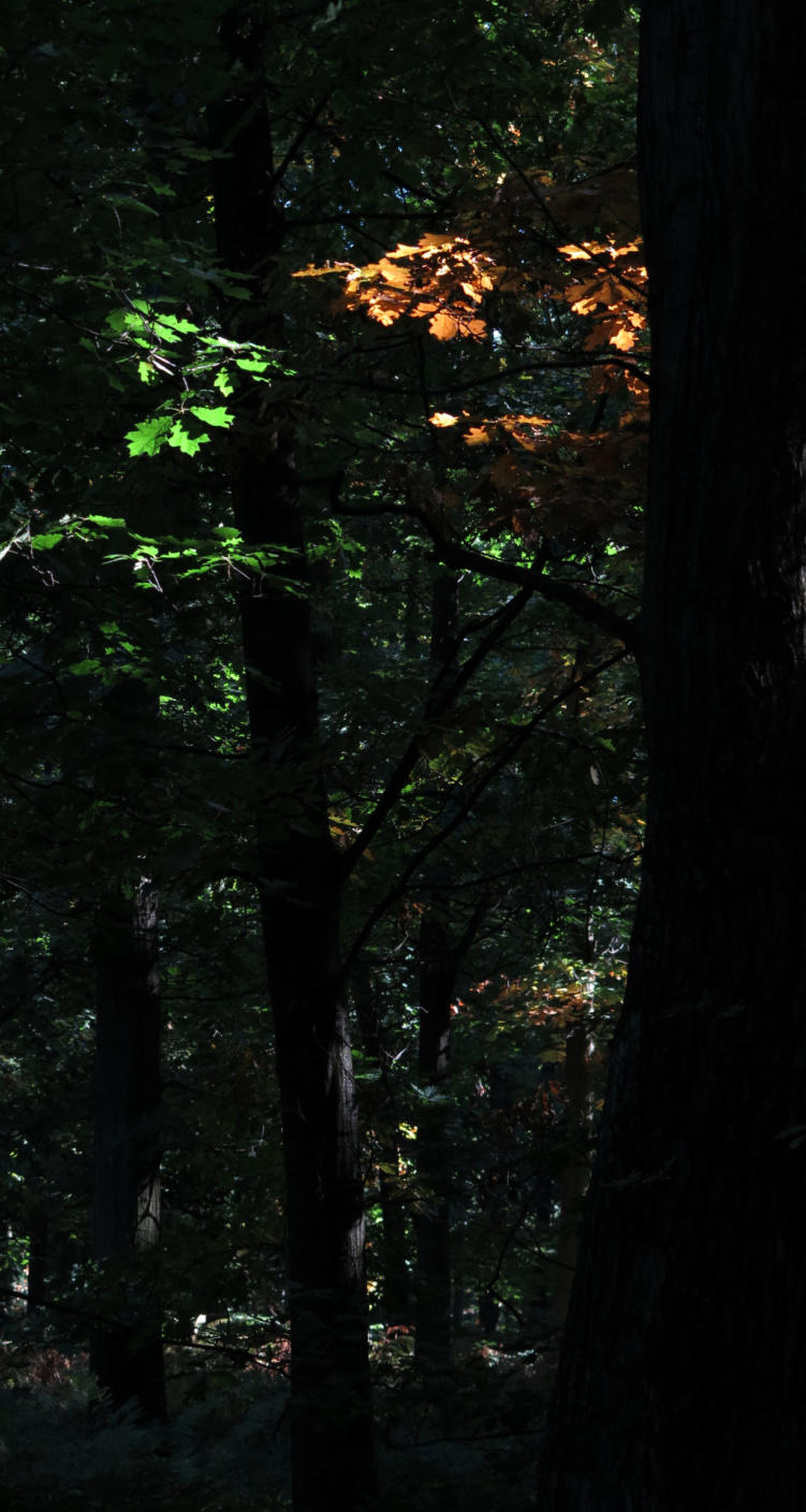 Herbst am Rhein in DU - Beeckerwerth