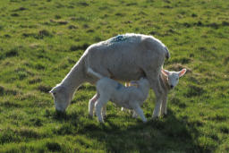 Frühling hinter dem Deich