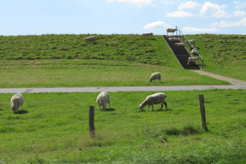 gelassene Deichbewohner